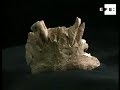 el europeo más viejo vivió en atapuerca hace 12 millones de años