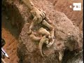 el europeo más viejo vivió en atapuerca hace 12 millones de años