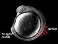 D�veloppement embryonnaire du Poisson Z�bre