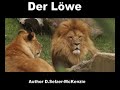 L�we Lion Tiere SelMcKenzie Selzer-McKenzie