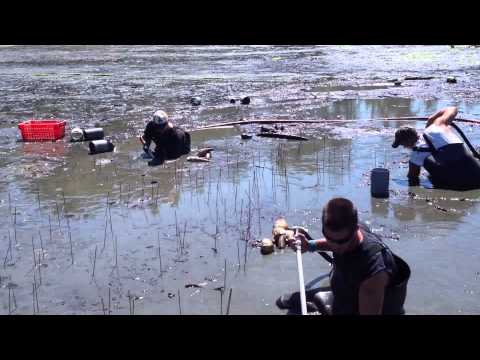 how to harvest geoduck