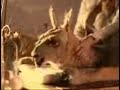 video telecom la llama que llama - masajes(3).wmv