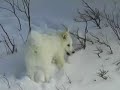 Foxy the Snowboarder\ Foxy the Snowboarder\