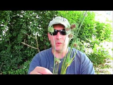 how to plant wild garlic