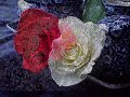 Songül Biltekin--Anladım Anladım...