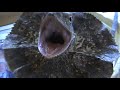 Frill Bill - frilling