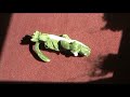Lachendes Krokodil auf dem Boden