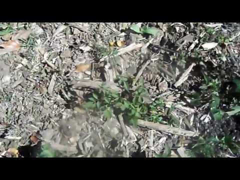 how to grow finger limes