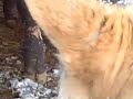 Daily Coyote - Charlie Kissing Calves Daily Coyote - Charlie Kissing Calves