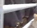 Daily Coyote - Charlie Kissing Calves