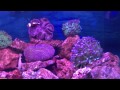 video ca canh dai duong C&aacute; đại Dương - YouTube