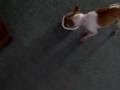 videos de Tacobell HUNGREH