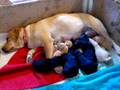 videos de Kim & The 10 Pups One Week Old