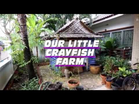 Lobsters Crabs Crayfish Prawns Shrimp On Grow Aquaponically