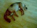 videos de Molle feigns death