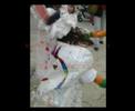 carnaval