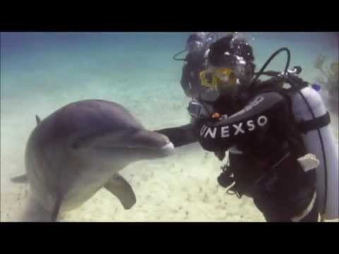 Dolphin Scuba Dive