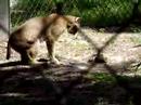 Bobcat vs snake pt 3