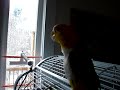 Caique Talks Dogs