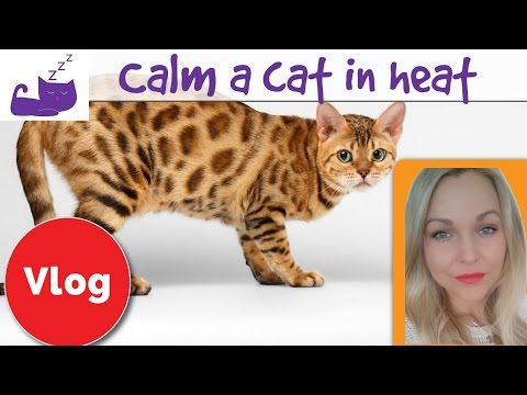 How to calm a cat in heat