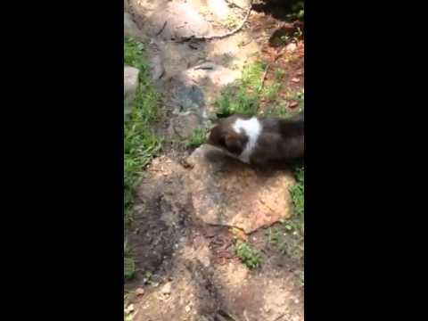 Shelta Boy plays outside on a sunny day!