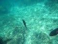Saigon Sam Part 45: Snorkeling at Kon Kare Bay, Koh Racha Yai, Phuket, Thailand Part 5/6