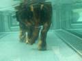 videos de maverick