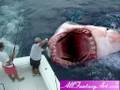 The Megalodon
