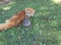The killer tortoise