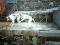Jazzie and Jif chasing each others tripe stick!
