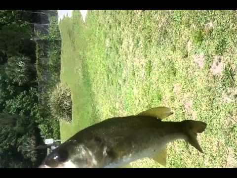 LITTLE BASS