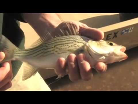 See video