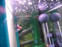 Crowntail betta flaring