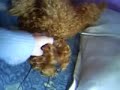No piensen qe hablo asi :O Solo le hablo si a ella ( es un metodo qe se ultiliza con las mascotas para qe ellas sepan qe lo qe estan haciendo esta bien:D)