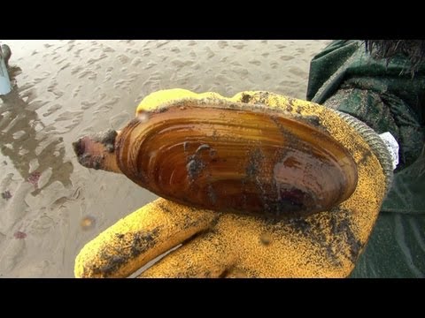 how to harvest clams