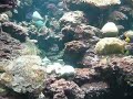 Langkawi Underwater World