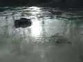 Traxxas New E-MAXX 3905 Water Bash!!! Traxxas New E-MAXX 3905 Water Bash!!!