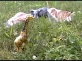 The Wilderbeast, The Antelope, and The Elephant The Wilderbeast, The Antelope, and The Elephant