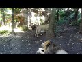 20091021 ライオン
