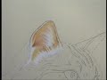 A Cats Eye and Ear