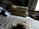 My pet cats My pet cats