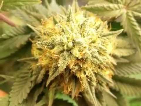how to grow og kush seeds