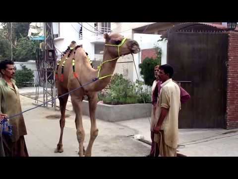Eid ul azha qurbani - This is the best Camel Qurbani i have ever seen & if you like this Video please Subscribe.