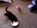 - Meet Sinbad- Pitbull attack survivor  Heart Attack Heart and Circulation