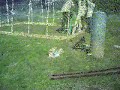 Going Green Living Green