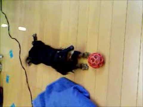 ミニチュアダックスのかわいい行動その1Youtube(ユーチューブ・ゆーちゅーぶ)・Dailymotion動画
