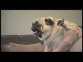 Curb Your Dog - Evil Pug