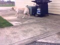 Dog gets SUPER high from pot brownies - YouTube