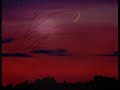 in the erie pre-dawn silence of the cold

permafrost forest

protagonist of misanthropic virtues