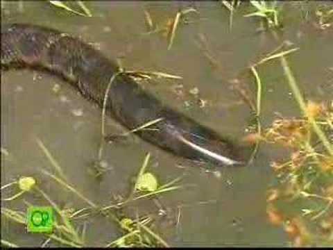 Anaconda imágenes espeluznantes